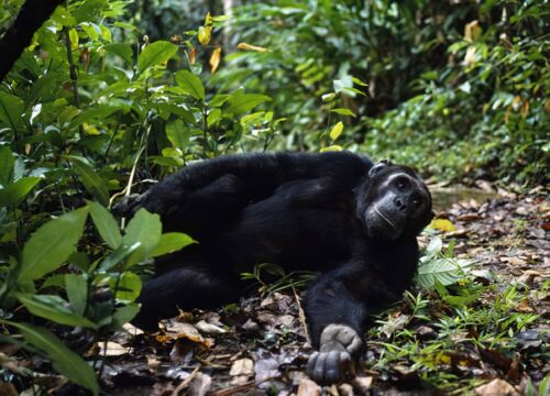 Gombe Stream National Park