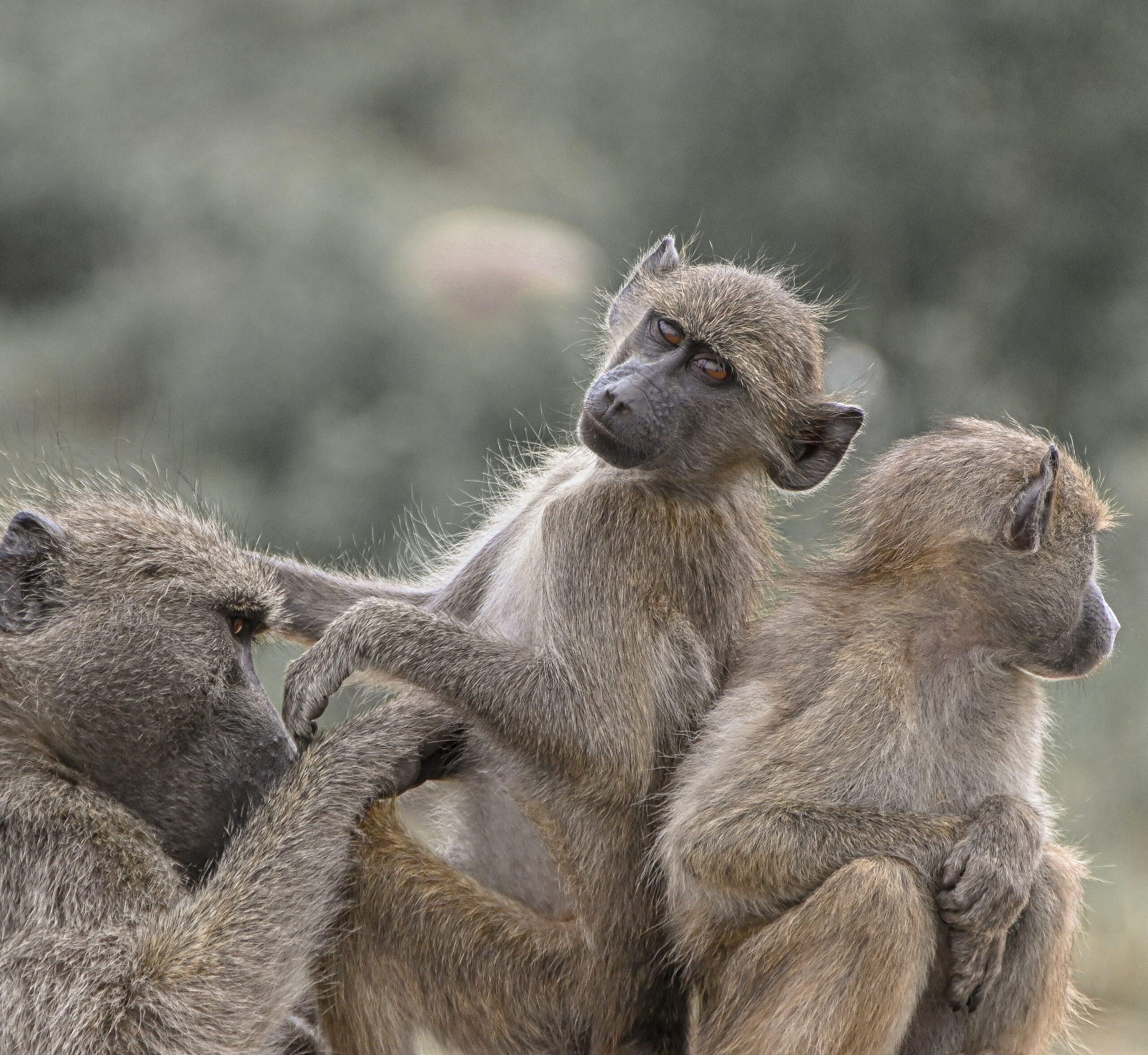 Ruaha