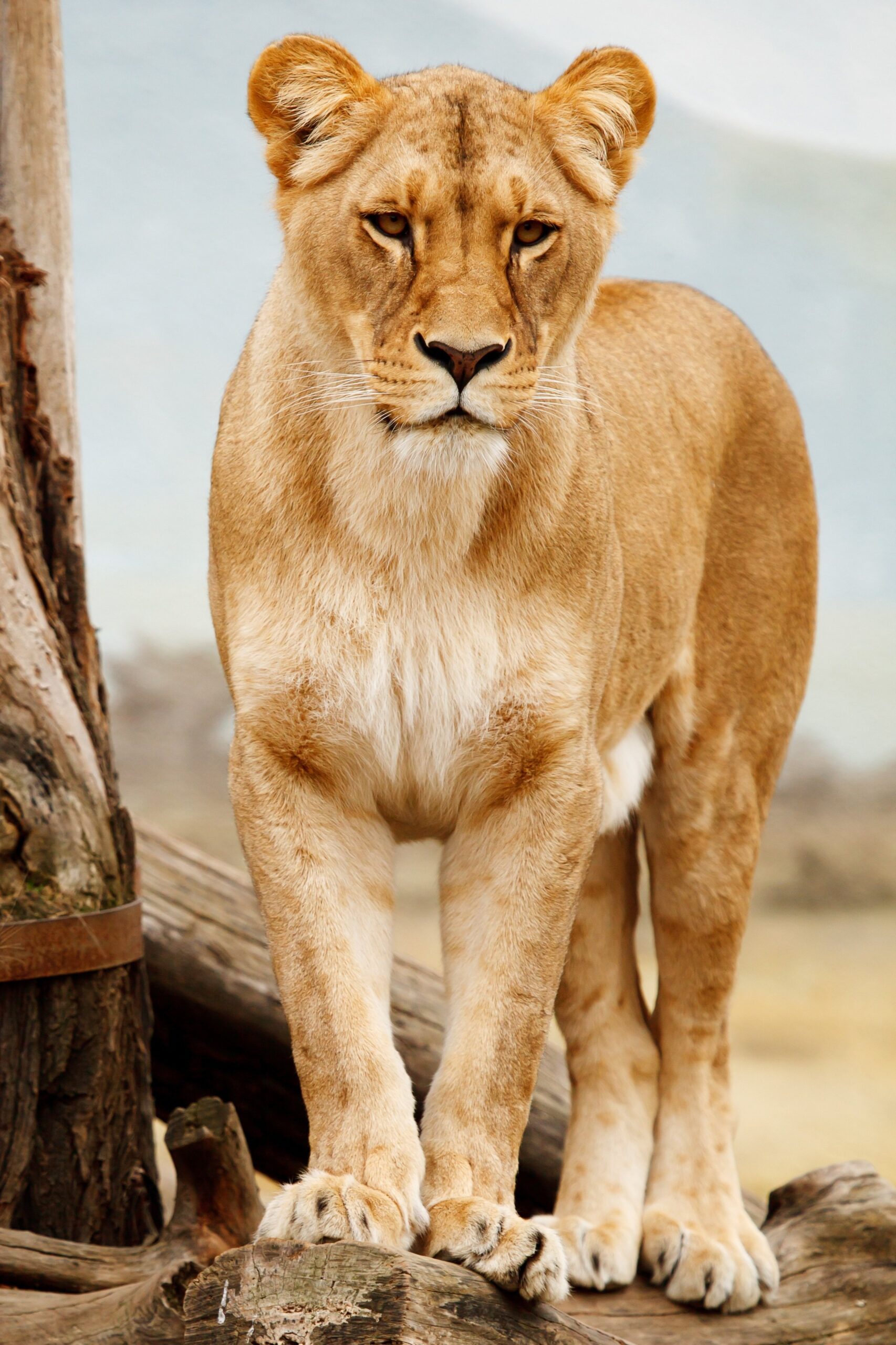 Serengeti