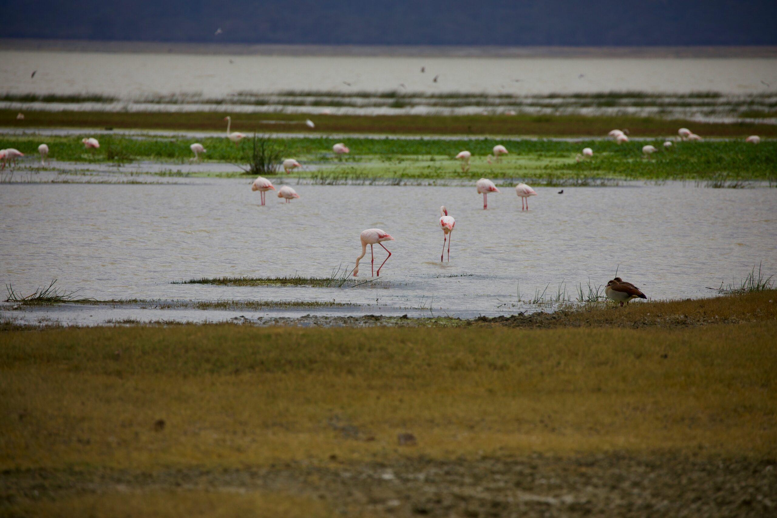 manyara