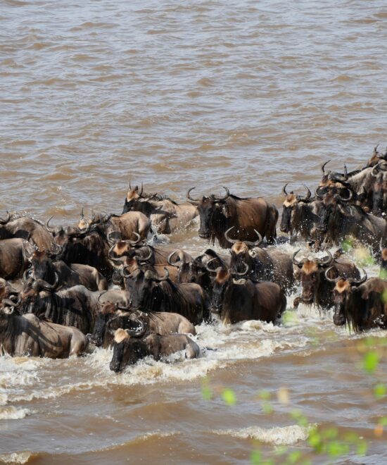 Serengeti migration 