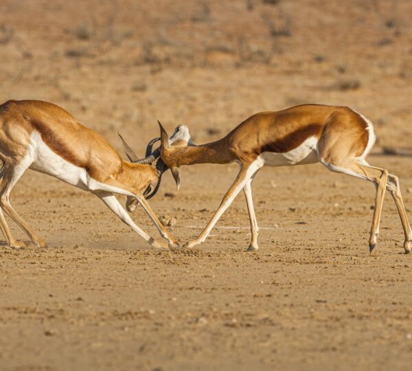Wildlife 
