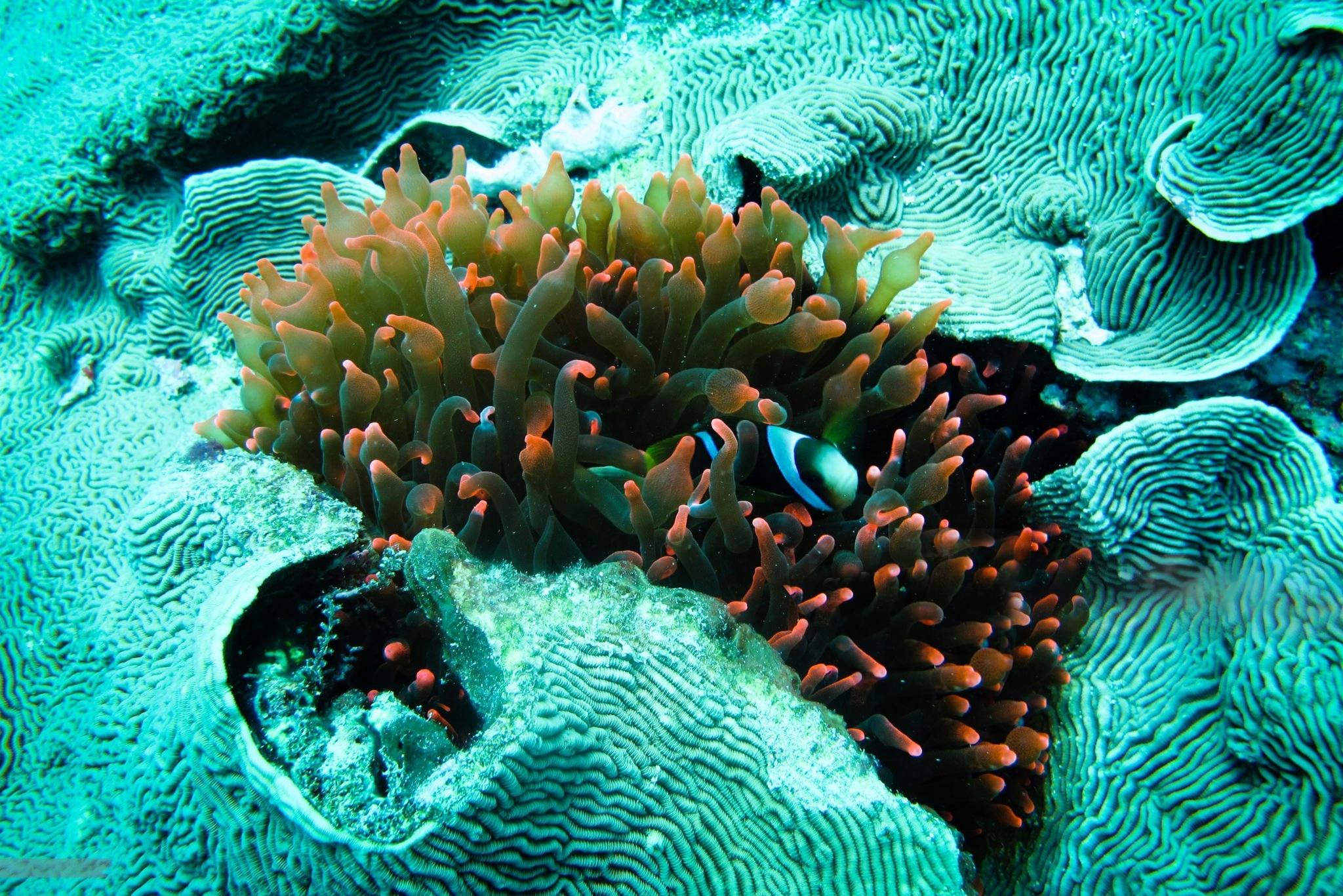 Anemonefish_hidden_in_bubble_anemone_in_Chole_Bay_Mafia_Island