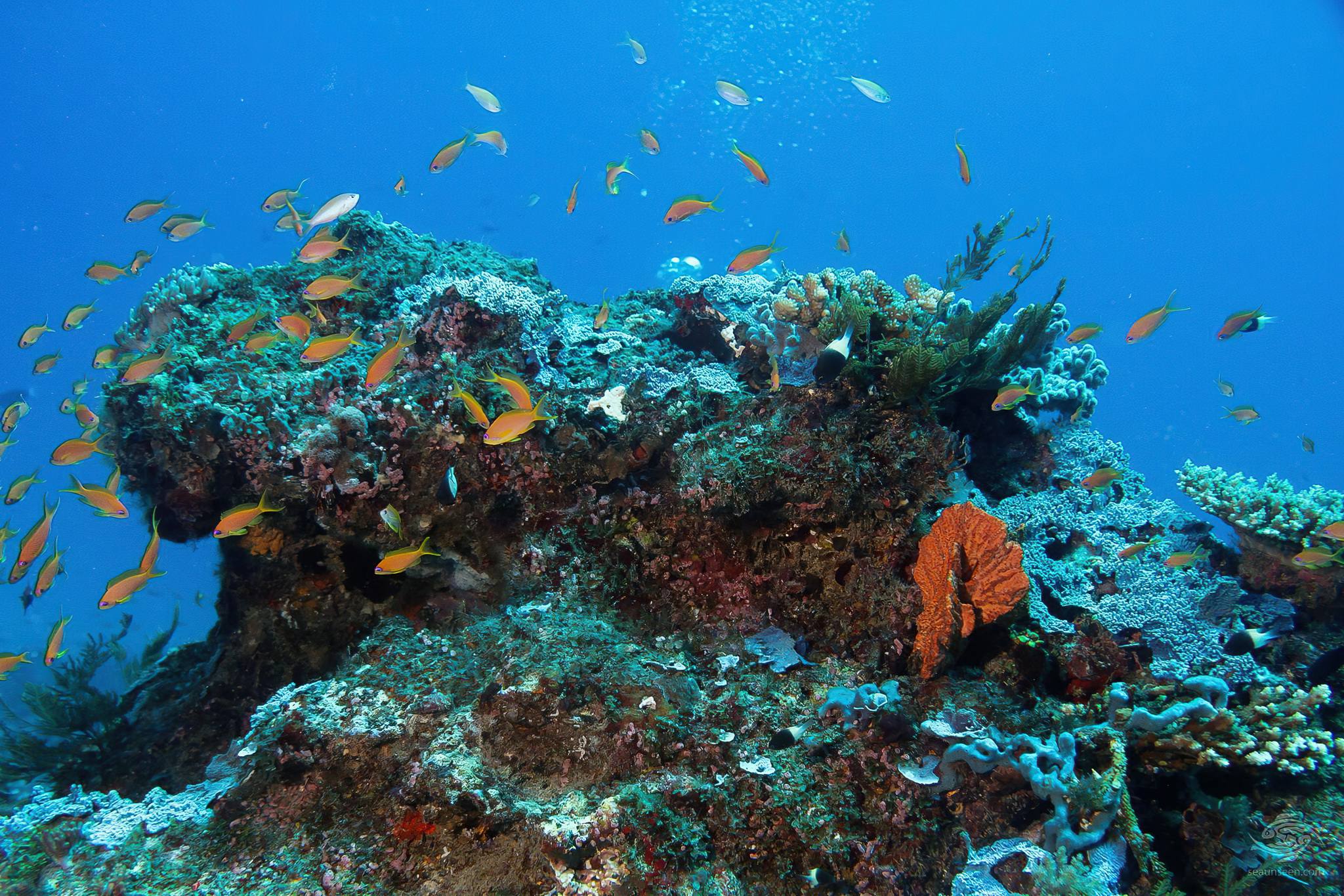 Coral_Bommie_in_the_Mafia_Island_Marine_Park