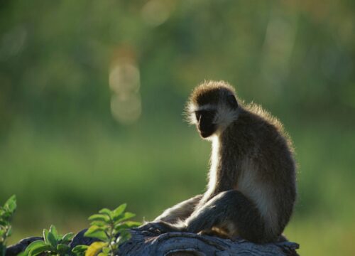 Manyara National Park