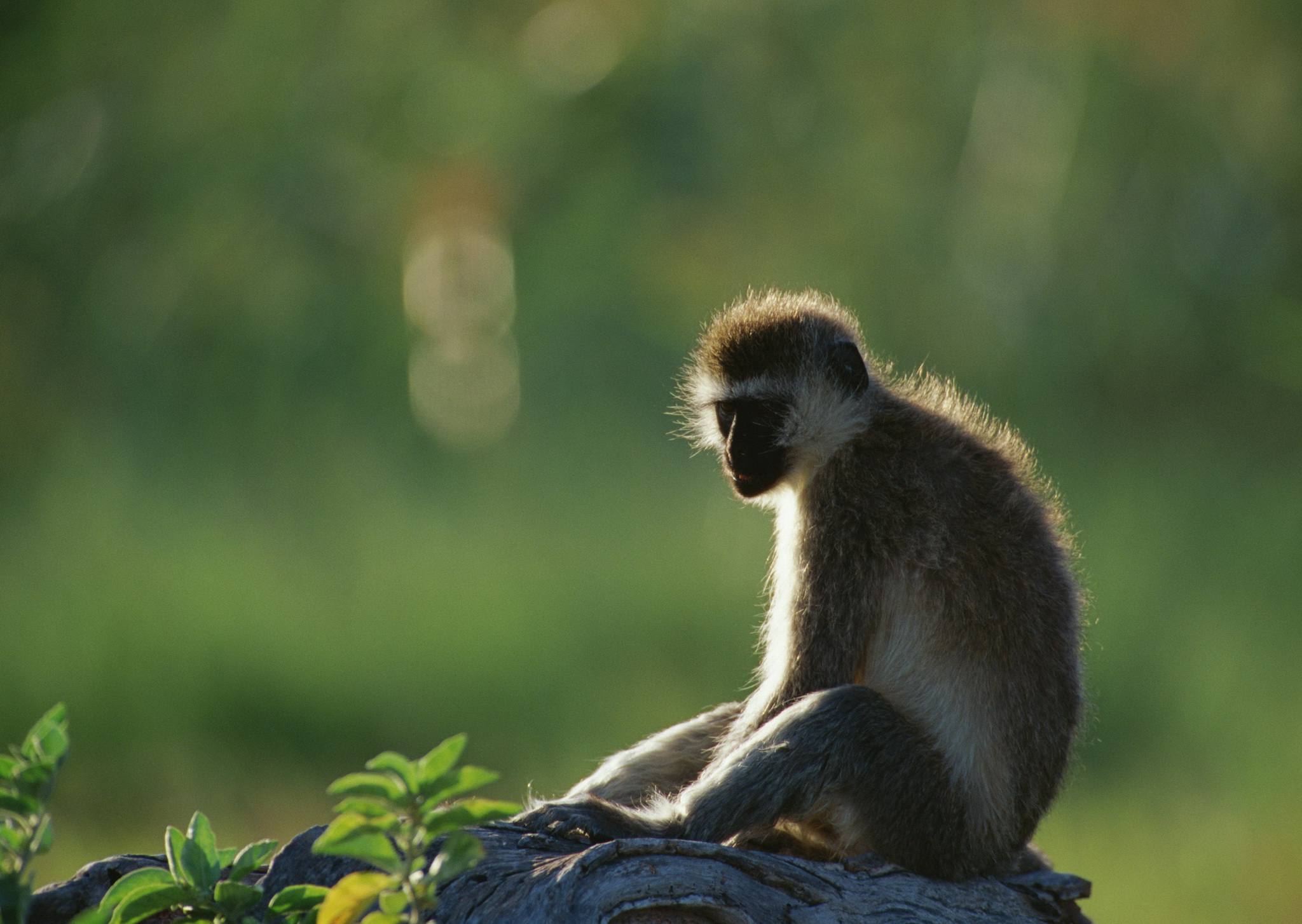 Manyara National Park
