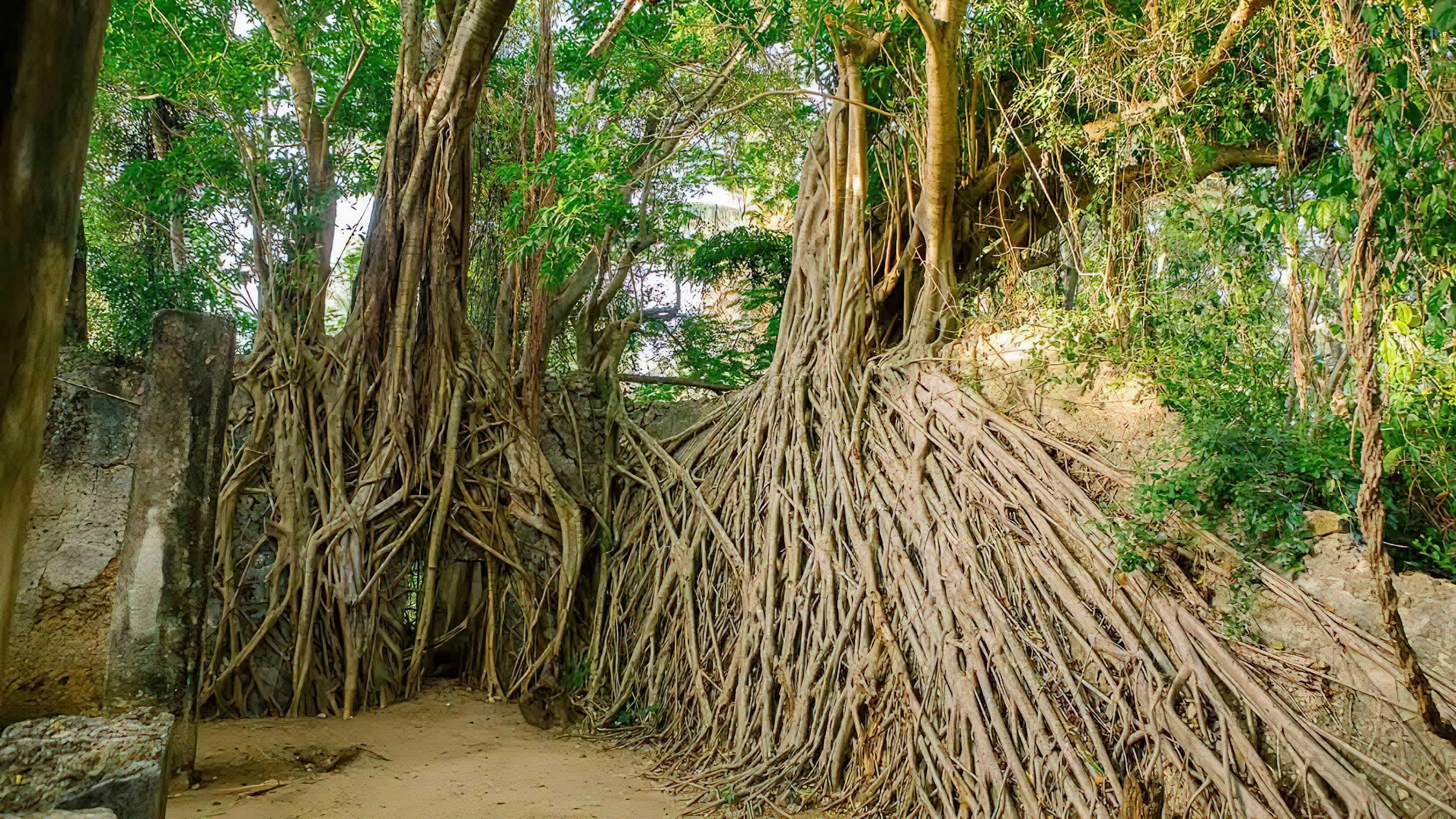 Mafia_Island_Ancient_Hindu_Temple_Built_in_1890_Under_Ficus_Roots_02