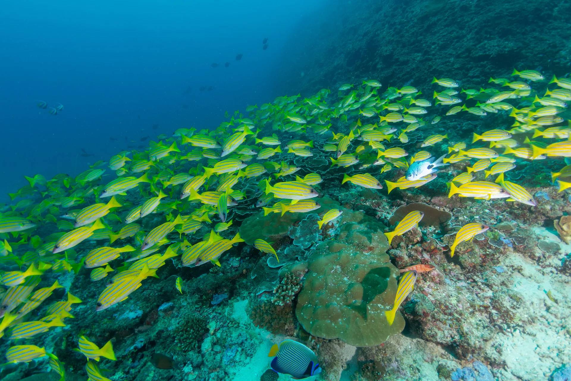 Mafia_Island_Diving_02