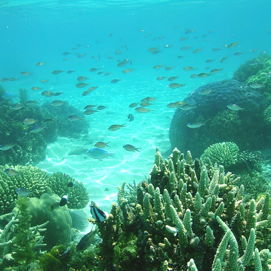Mafia_Island_Marine_Reserve_Corals_03_550_550shar-50brig-20_c1