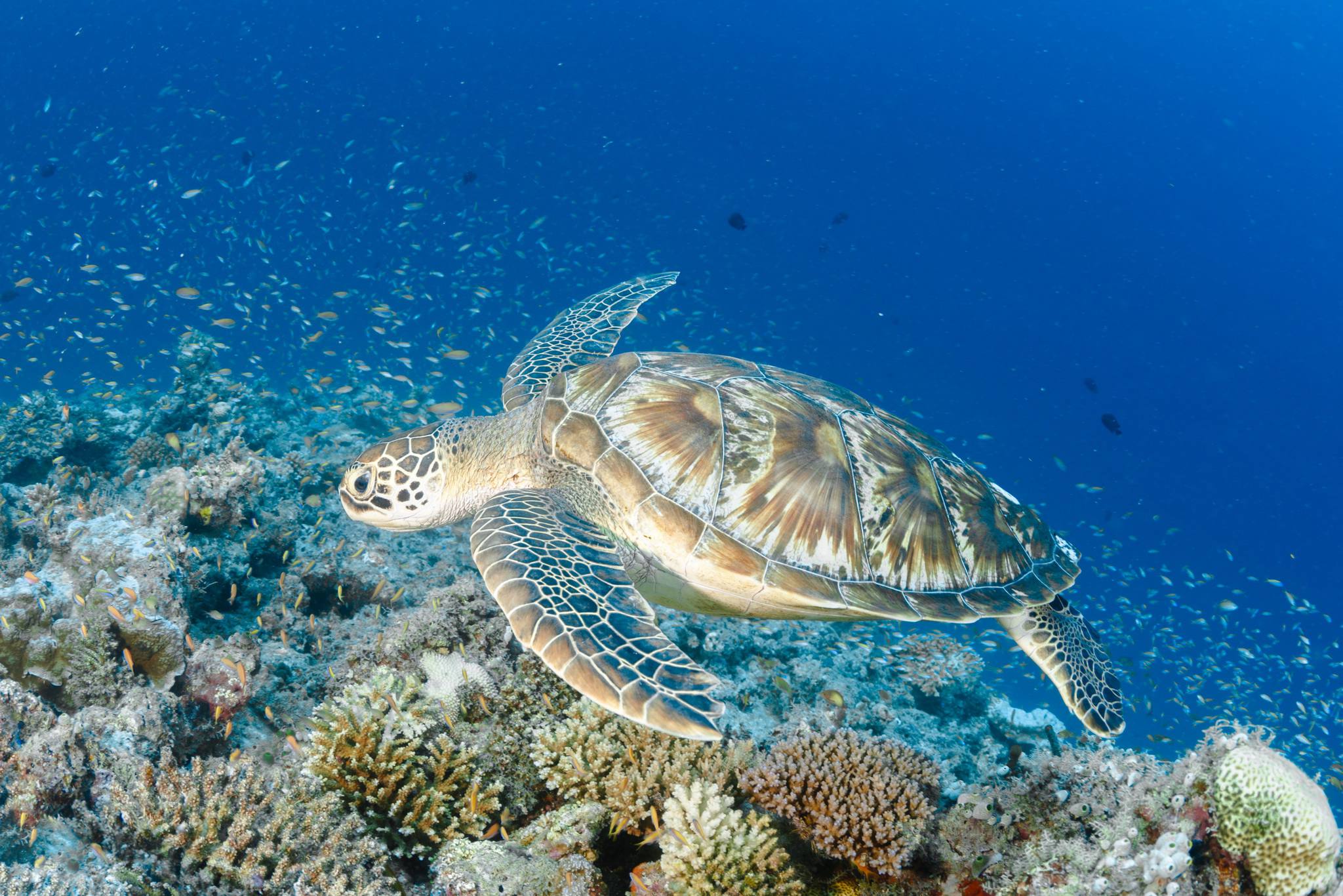 Mafia_Island_Marine_Reserve_Sea_Turtle_01