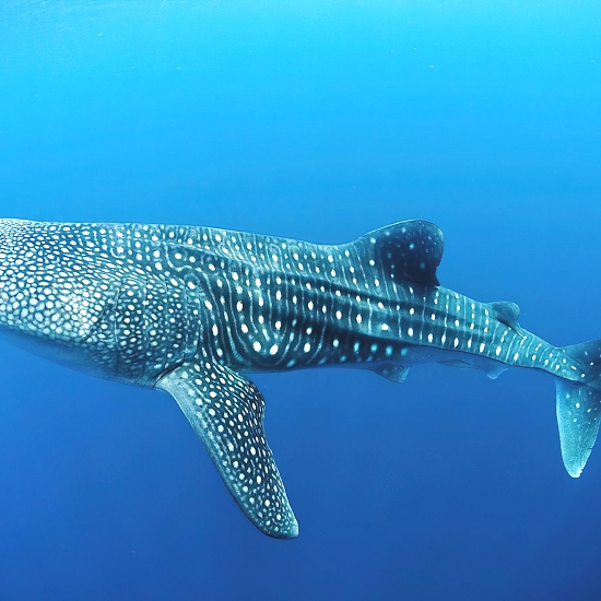 Mafia_Island_Whale_Shark_02_550_550shar-50brig-20_c1