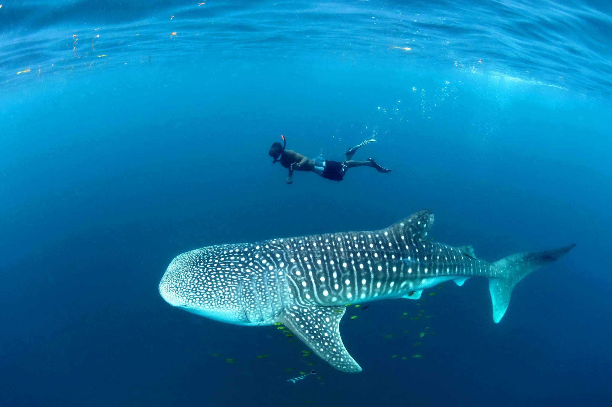 Mafia_Island_Whale_Shark_04