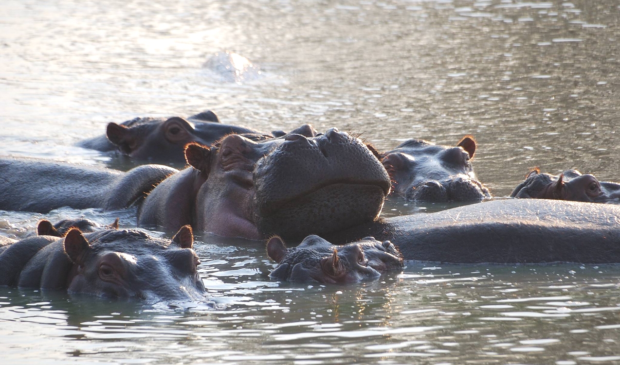 Mikumi_National_Park_Hippos_101_1274_751shar-50brig-20_c1