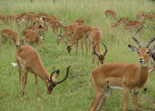 Mikumi National Park
