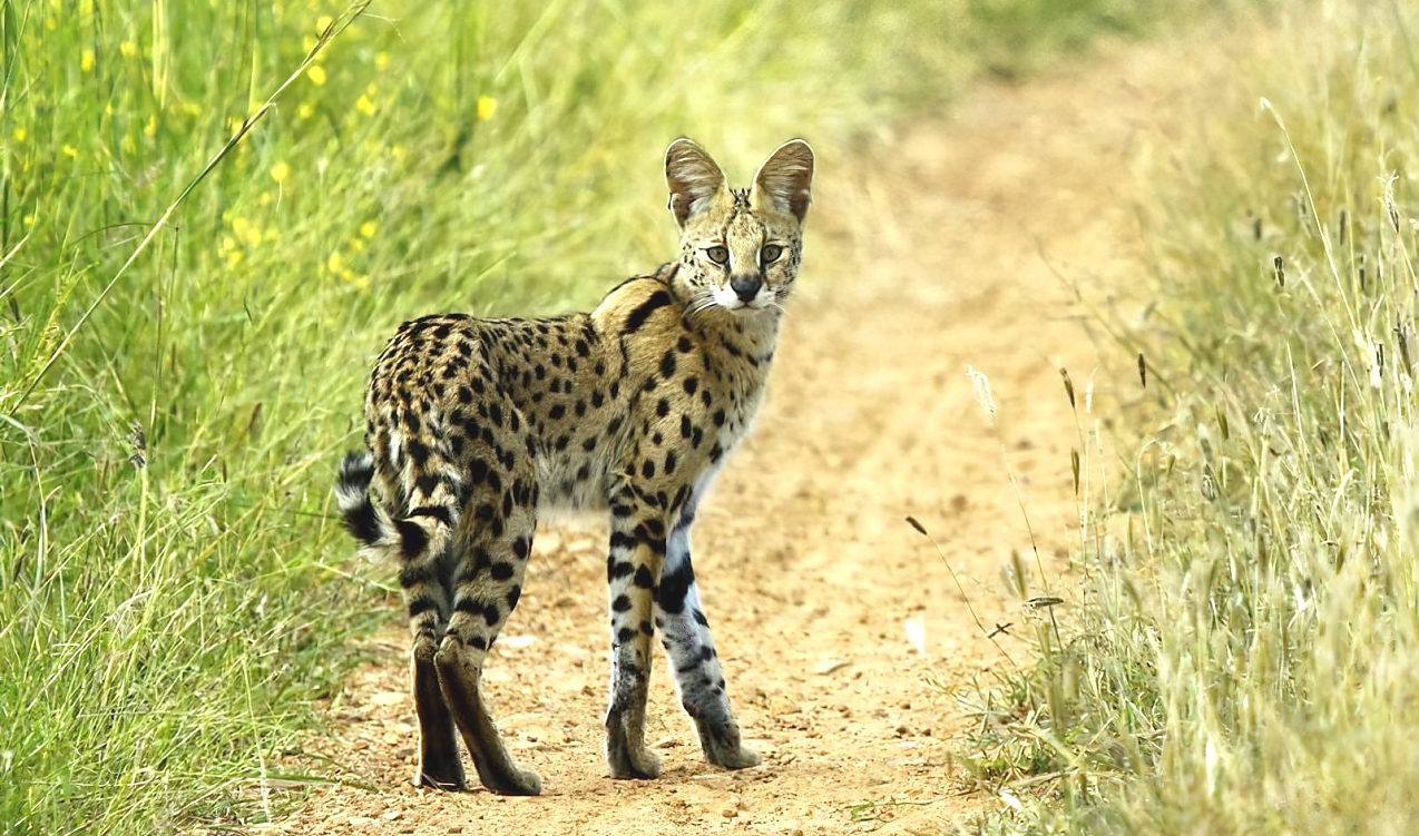 Mikumi_National_Park_Serval_cat_207_1274_751shar-50brig-20_c1