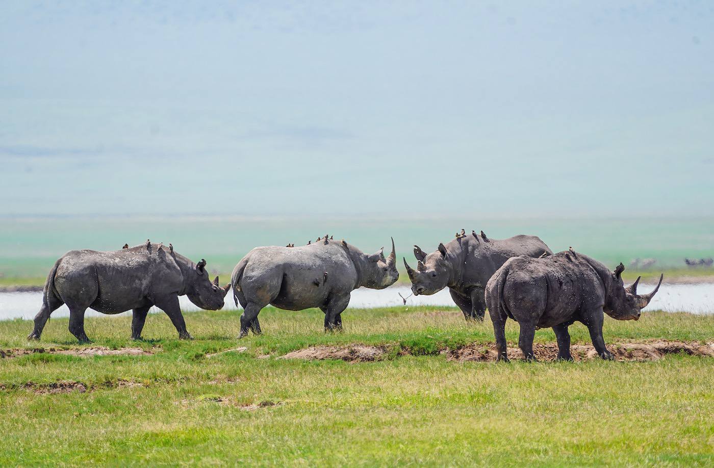 Ngorongoro_Crater_Black_Rhinos_NCA_01