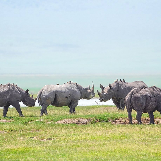 Ngorongoro_Crater_Black_Rhinos_NCA_01_550_550shar-50brig-20_c1