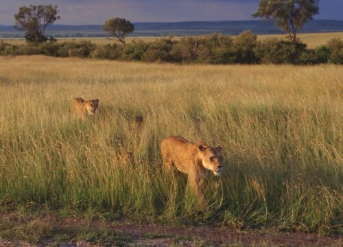 Ngorongoro crater