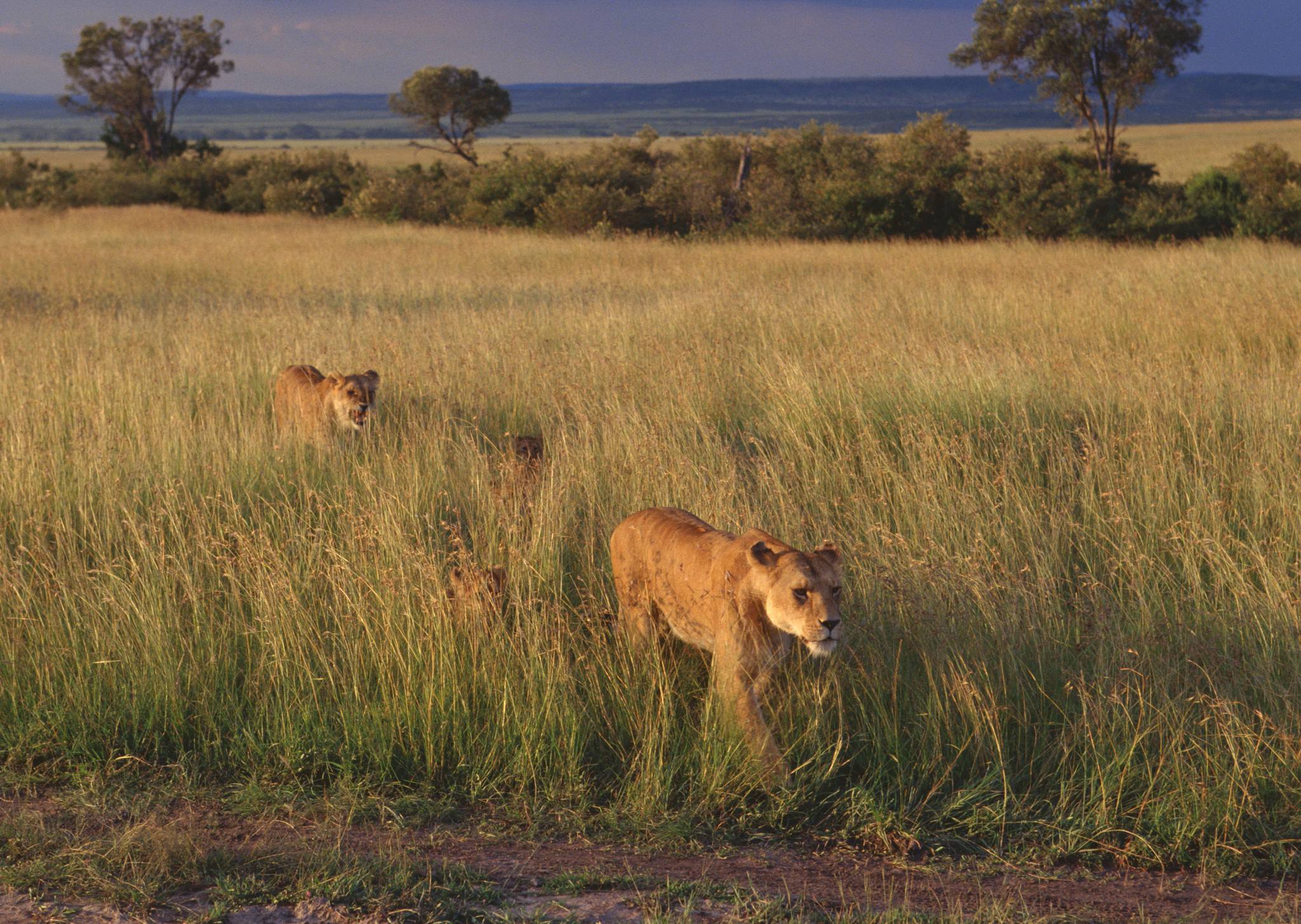 Ngorongoro_Crater_Lion_23