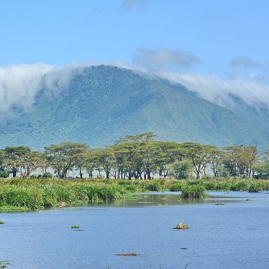 Ngorongoro_Crater_Swamps_NCA_550_550shar-50brig-20_c1
