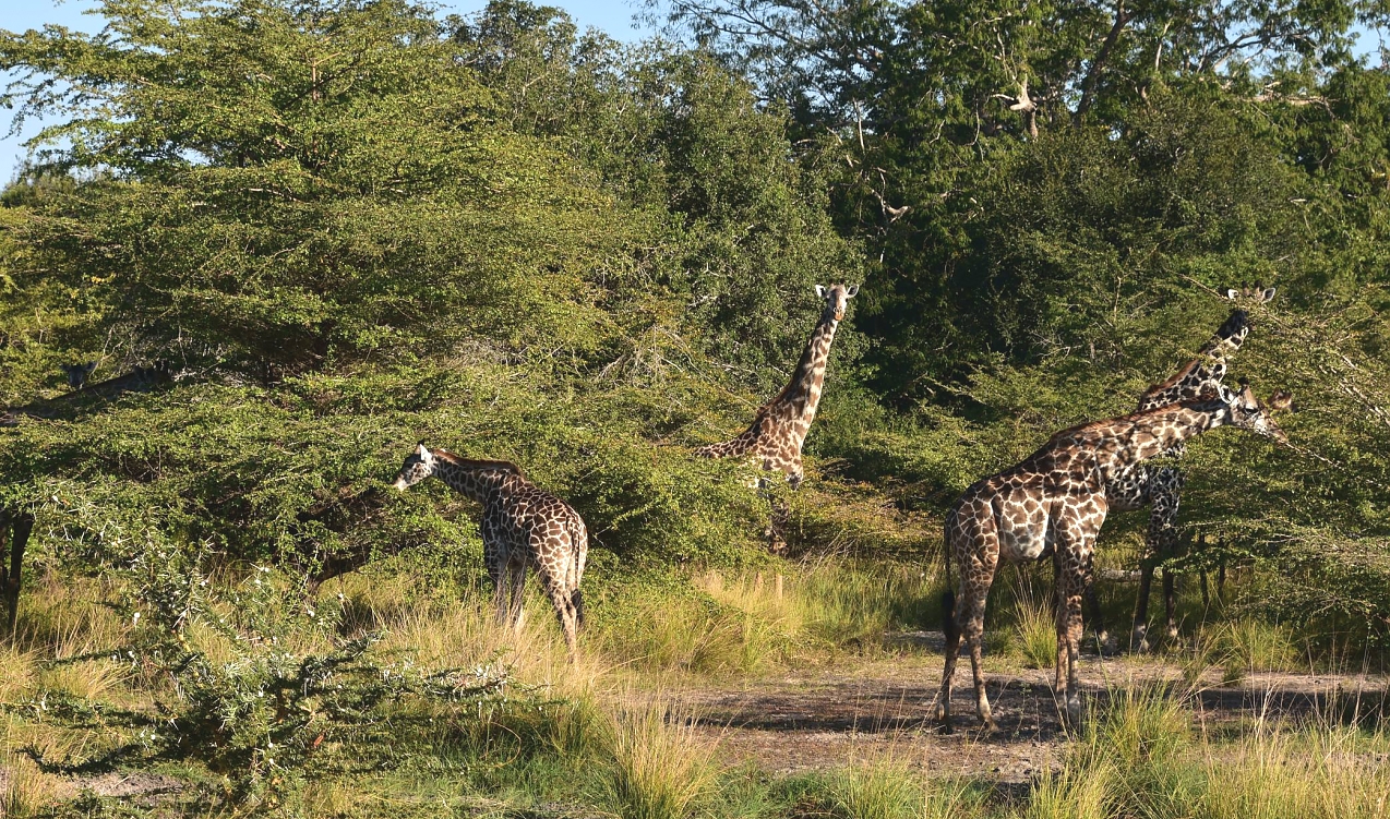 Nyerere_National_Park_Giraffes_104_1274_751shar-50brig-20_c1