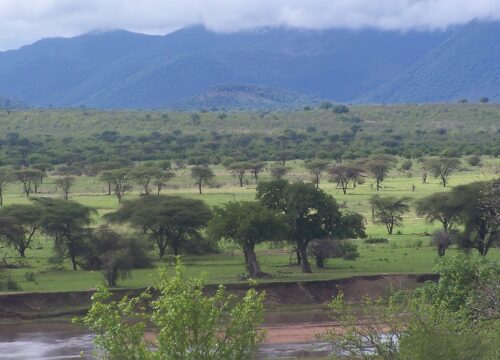 Ruaha National park