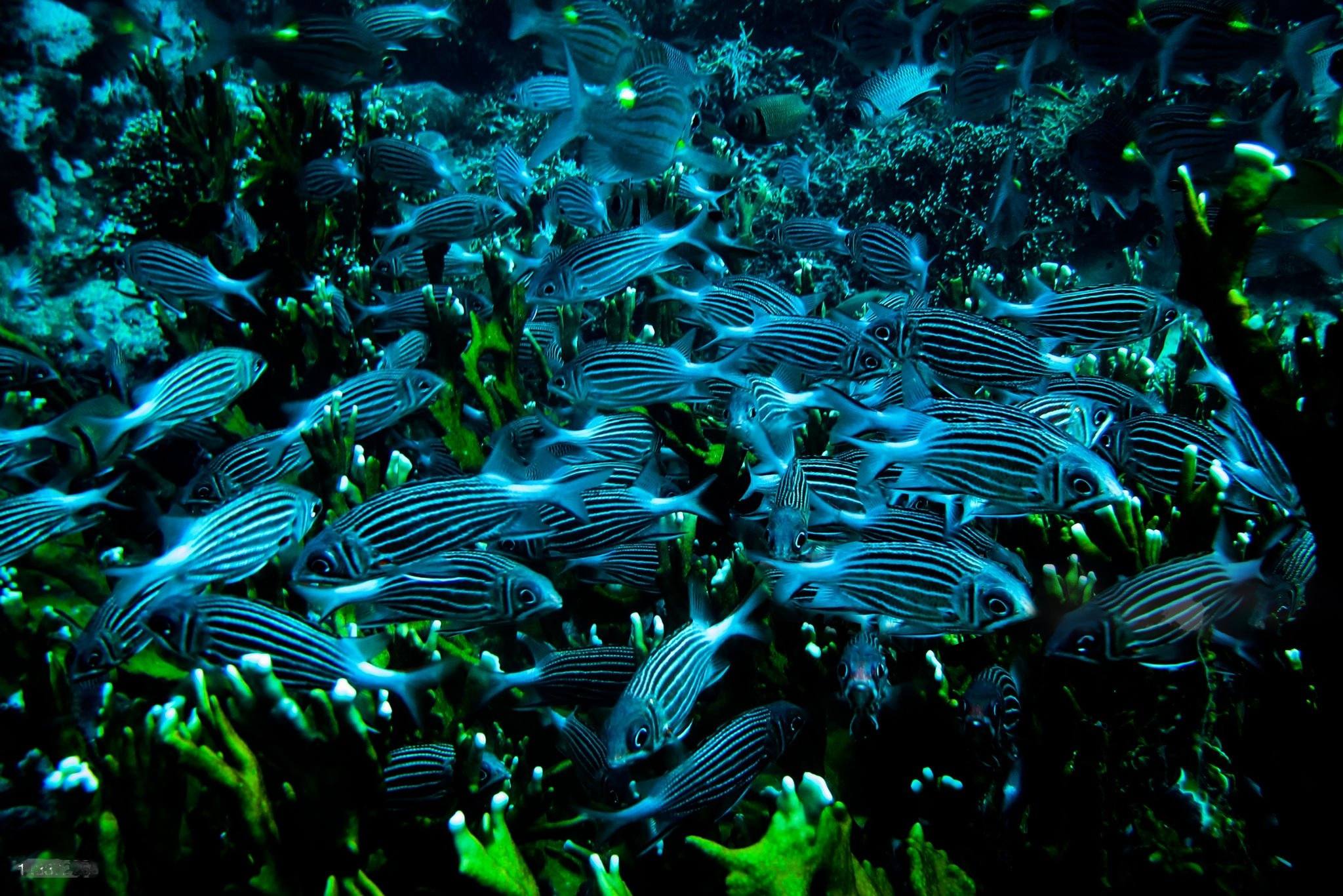 School_of_yellow-spot_emperors_swarm_over_fire_coral_on_reefs_in_Chole_Bay_Mafia_Islan
