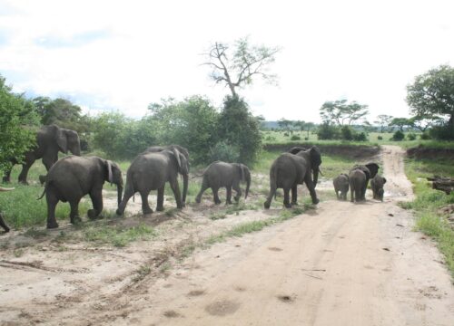 Tarangire National Park