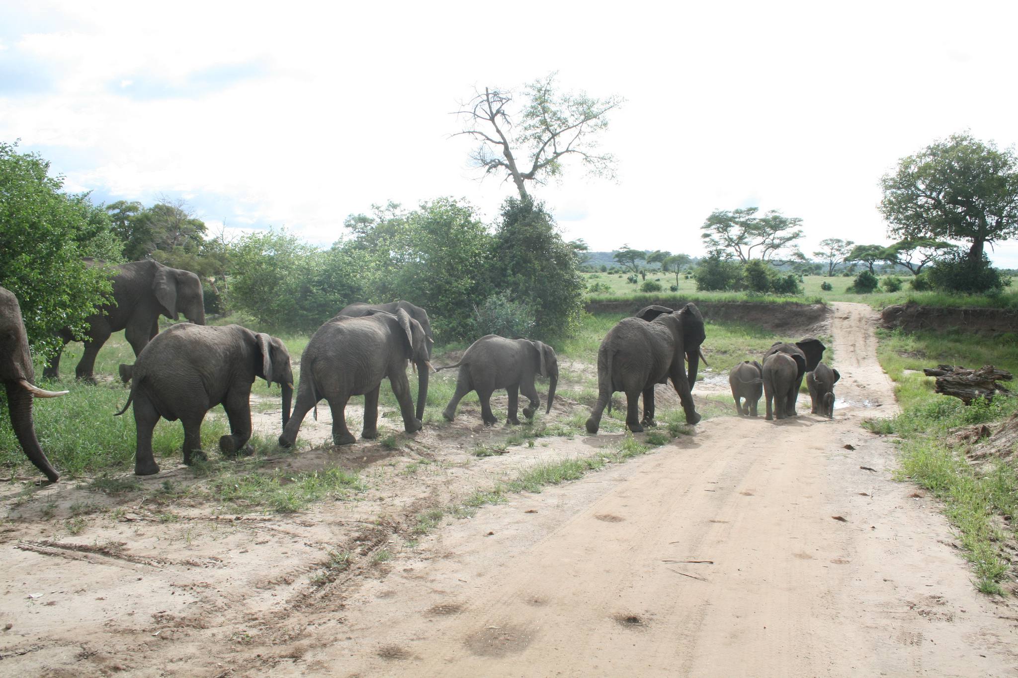 Tarangire National Park