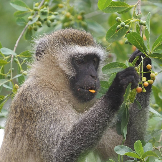 Tarangire_National_Park_Velvet_Monkey_20_550_550shar-50brig-20_c1