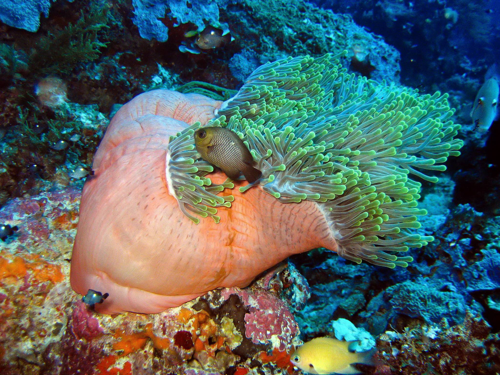Underwater_Corals_Mafia_Island_Marine_Park_01