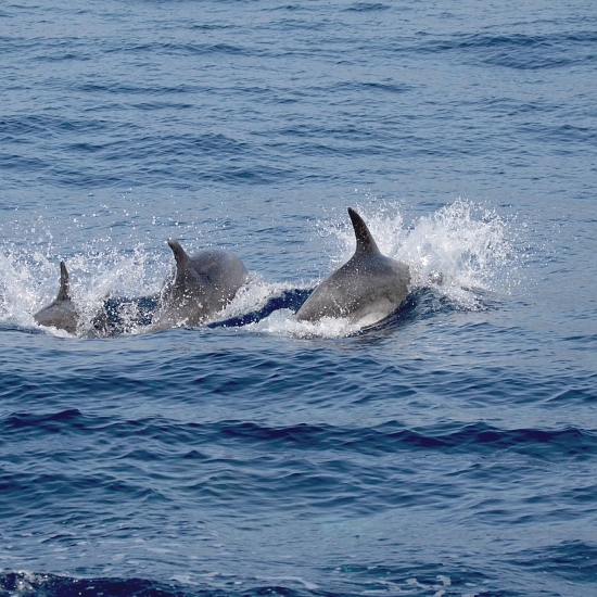 Zanzibar_Bottlenose_Dolphin_Tour_in_Kizimkazi_02_550_550shar-50brig-20_c1