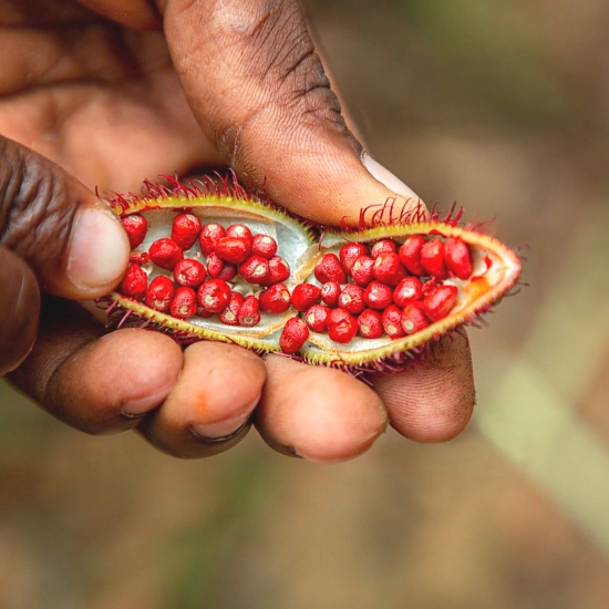 Zanzibar_Spice_Tour_Red_Seeds_550_550shar-50brig-20_c1
